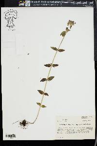 Clinopodium vulgare image