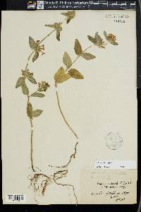 Clinopodium vulgare image