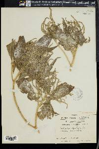 Colebrookea oppositifolia image