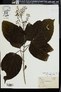 Collinsonia canadensis image