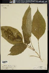 Collinsonia canadensis image