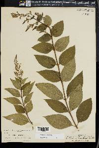 Collinsonia serotina image