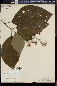 Collinsonia serotina image