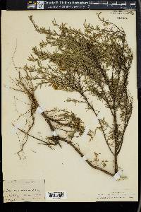 Conradina canescens image