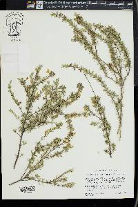 Conradina canescens image