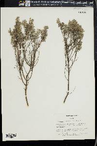 Conradina canescens image