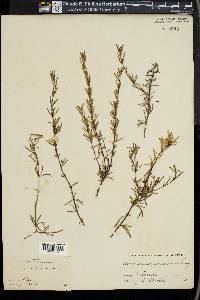 Conradina canescens image
