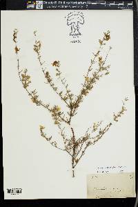 Conradina canescens image