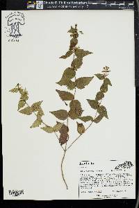 Cunila origanoides image