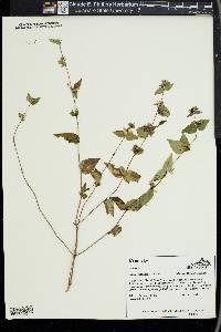 Cunila origanoides image
