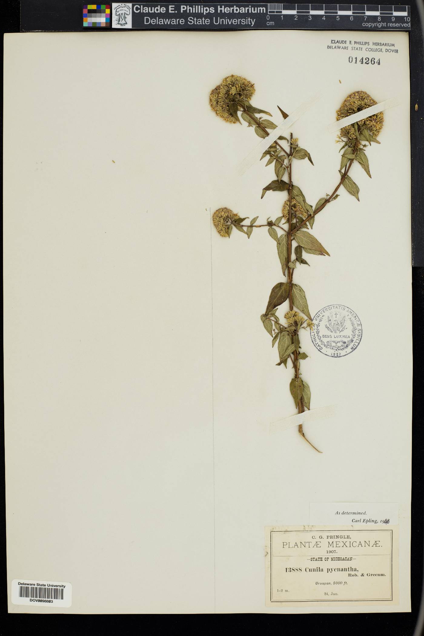 Cunila pycnantha image
