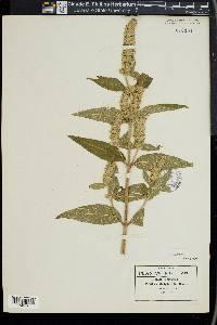 Cunila lythrifolia image