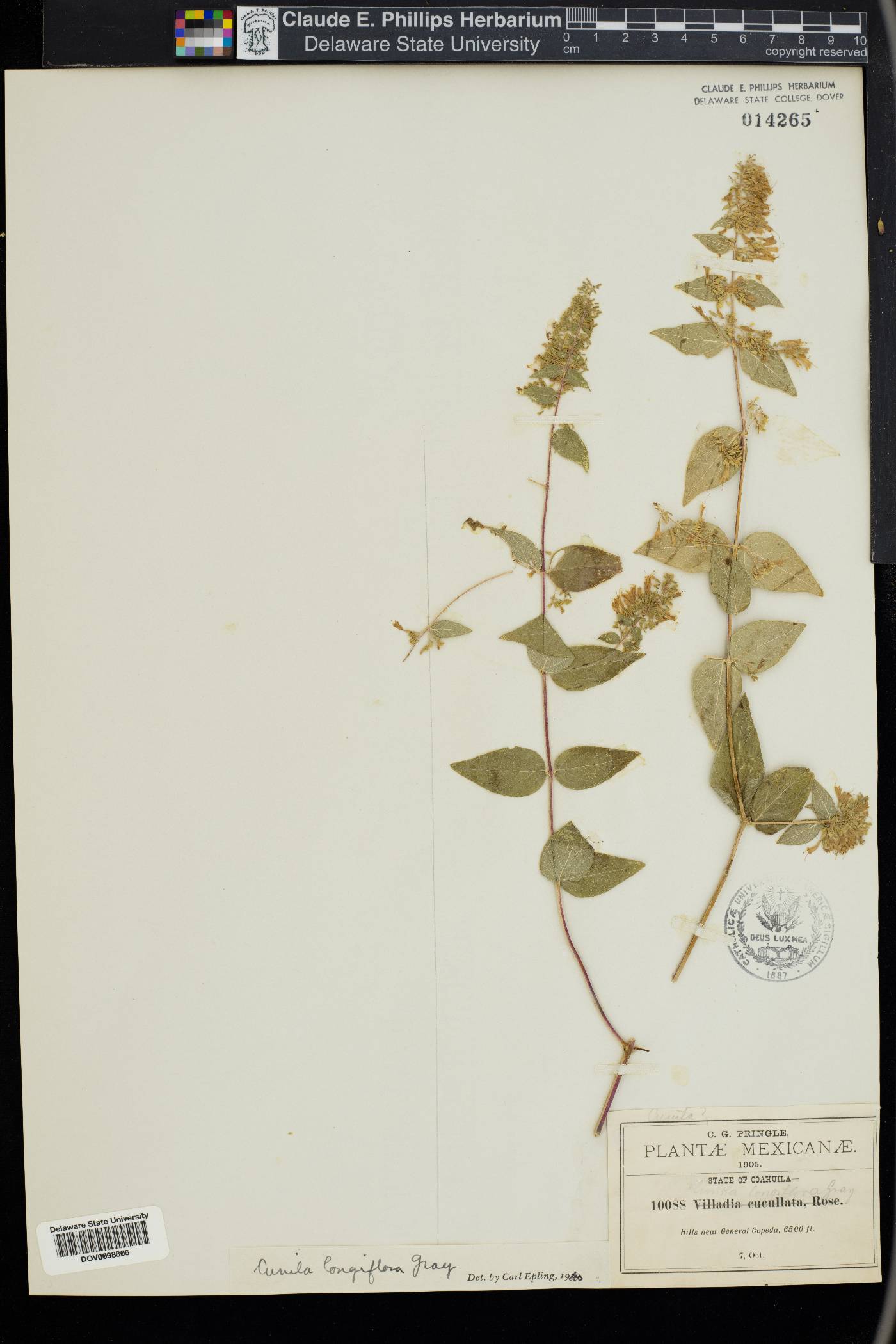 Cunila longiflora image