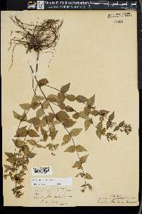 Cunila origanoides image