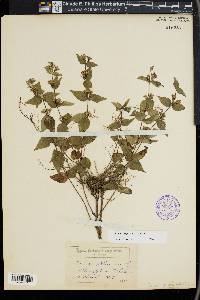 Cunila origanoides image