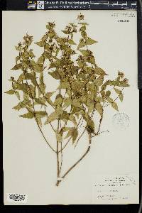 Cunila origanoides image
