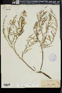 Dicerandra linearifolia image
