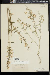 Dicerandra linearifolia image