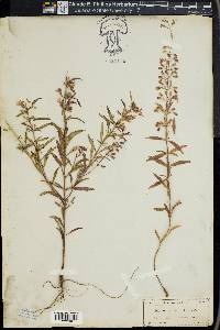 Dicerandra linearifolia image