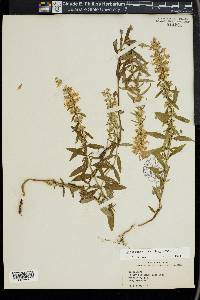 Dicerandra densiflora image