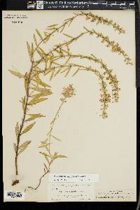 Dicerandra densiflora image