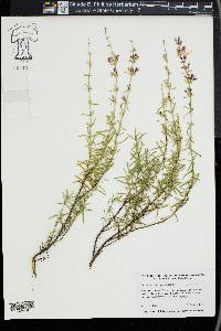 Dicerandra thinicola image