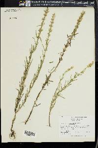 Dicerandra odoratissima image