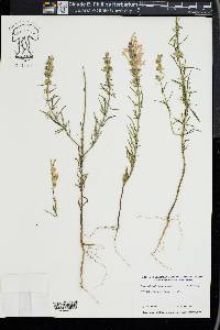 Dicerandra odoratissima image