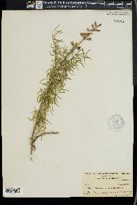 Dracocephalum austriacum image