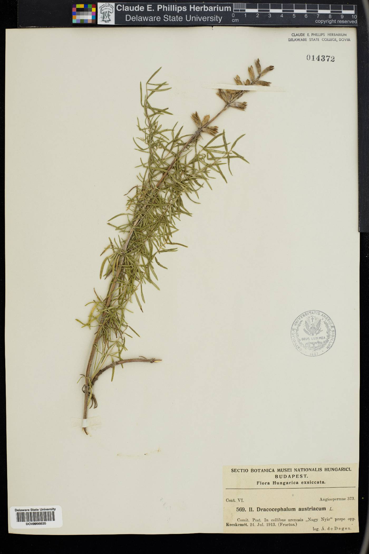 Dracocephalum austriacum image