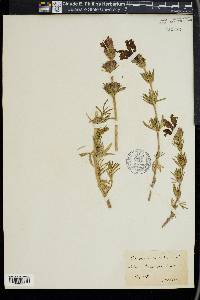 Dracocephalum austriacum image