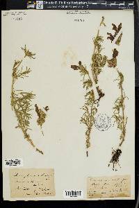 Dracocephalum austriacum image