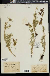 Dracocephalum austriacum image