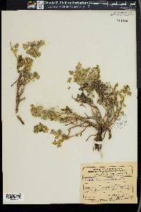 Dracocephalum botryoides image