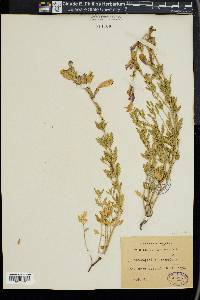 Dracocephalum peregrinum image