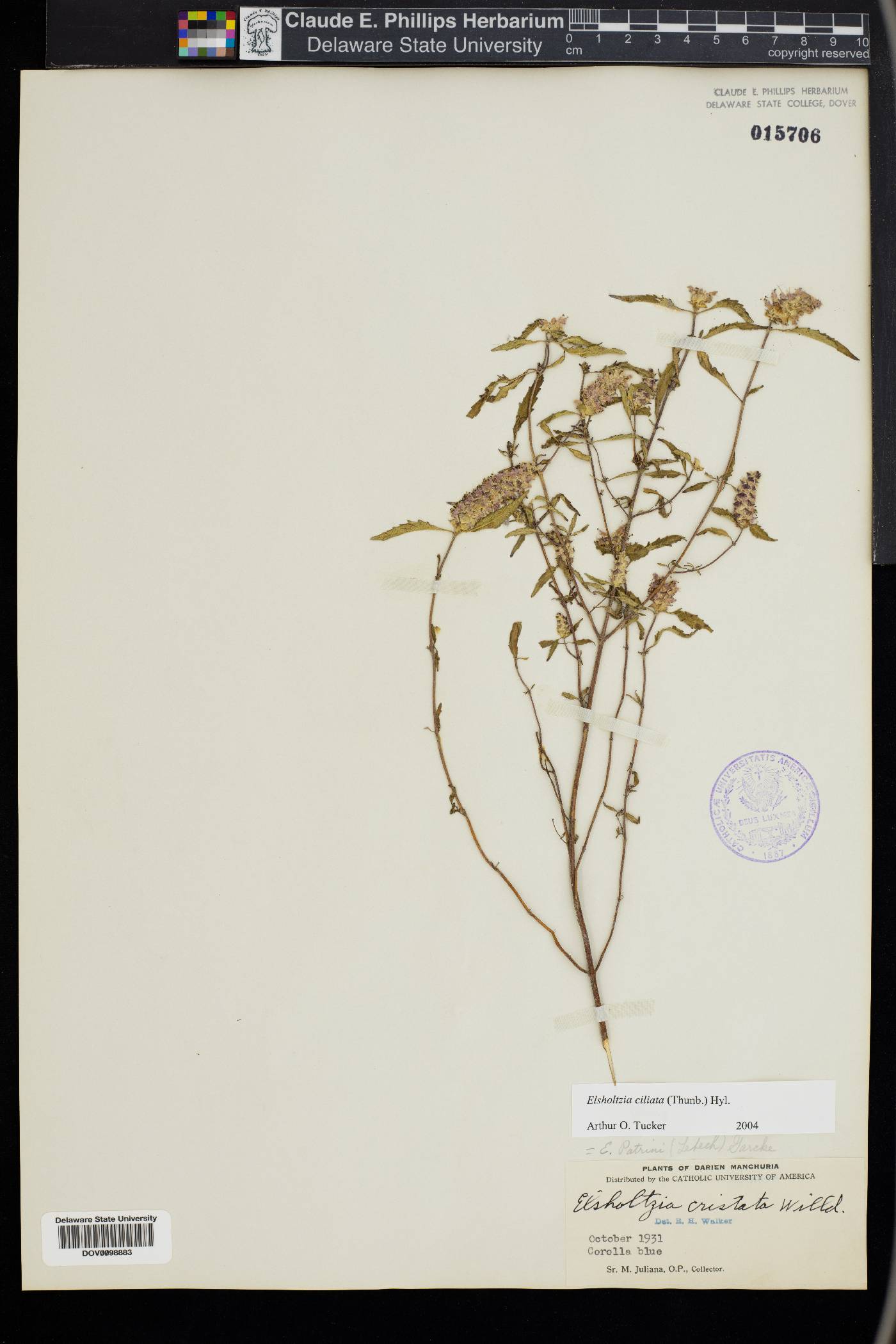 Elsholtzia ciliata image