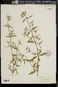Galeopsis angustifolia image