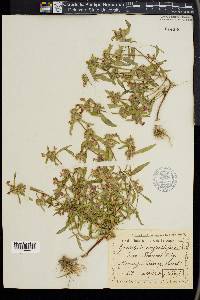 Galeopsis angustifolia image
