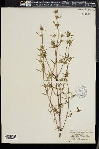 Galeopsis angustifolia image