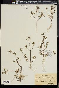 Galeopsis angustifolia image