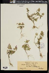 Galeopsis angustifolia image