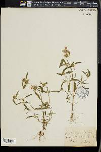 Galeopsis angustifolia image