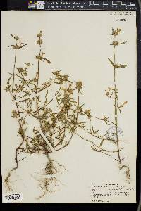 Galeopsis angustifolia image
