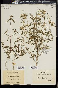 Galeopsis angustifolia image