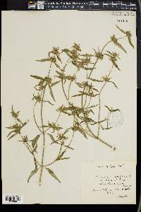 Galeopsis angustifolia image