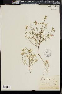 Galeopsis angustifolia image