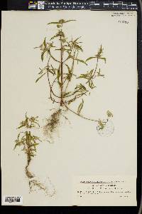 Galeopsis angustifolia image