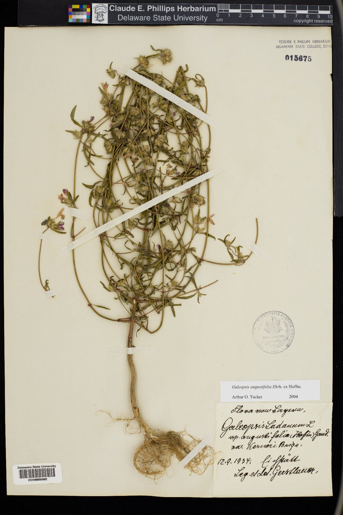 Galeopsis angustifolia image