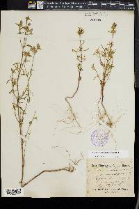 Galeopsis angustifolia image