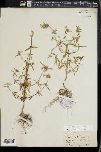 Galeopsis angustifolia image